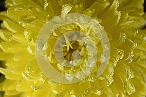 Chrysanthemum Flower after a warm rain photo